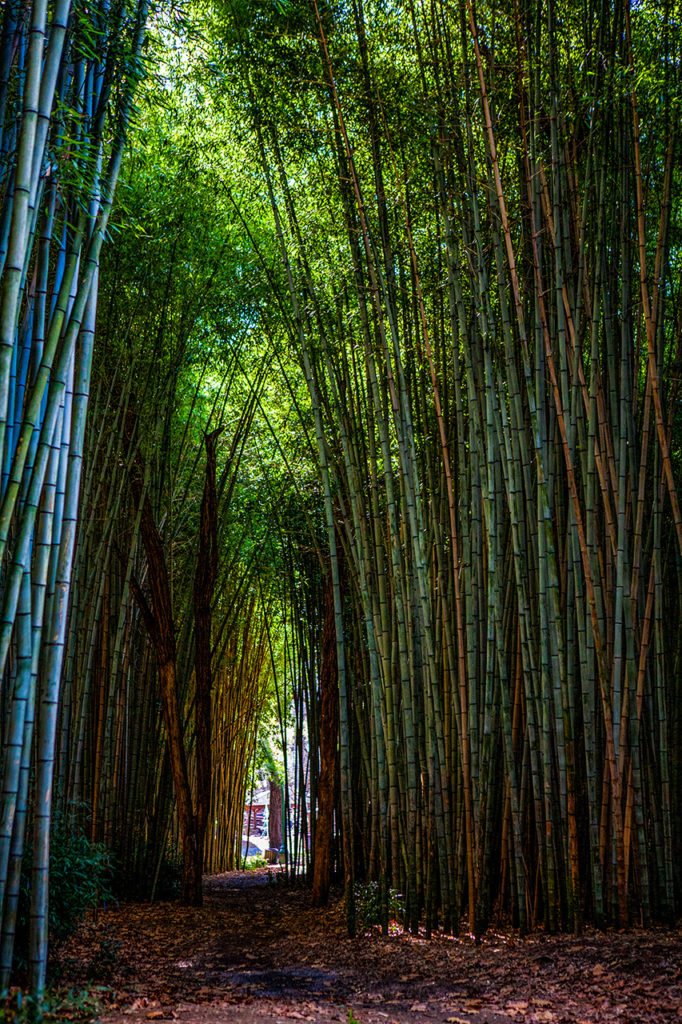 Unusual Bamboo Grove in southern Appalachia of North Carolina